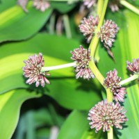 Dracaena fragrans (L.) Ker Gawl.